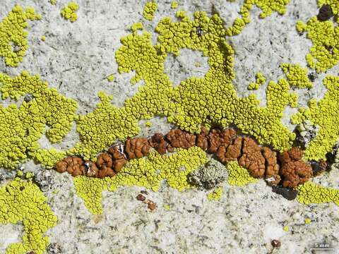 Image of cracked lichen