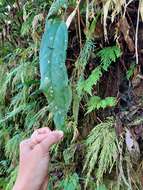 Image of Anthurium caucanum Engl.