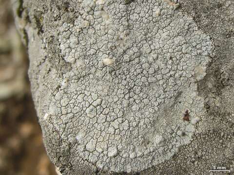 Lecanora rupicola (L.) Zahlbr. resmi