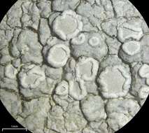 Lecanora rupicola (L.) Zahlbr. resmi