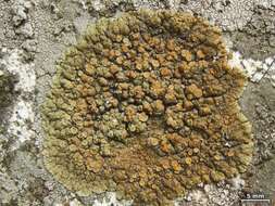 Image of rim lichen