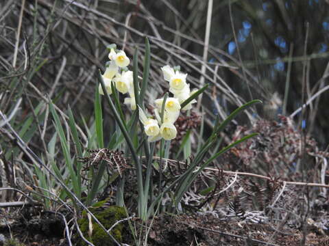 Narcissus triandrus L. resmi