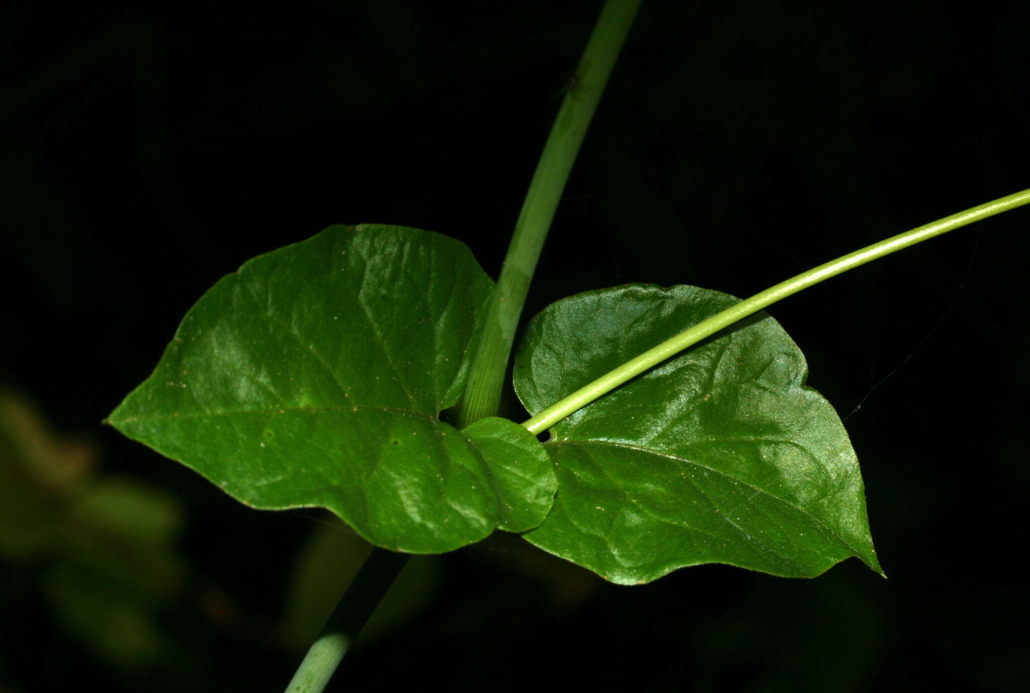 Imagem de Commicarpus tuberosus (Lam.) Standl.