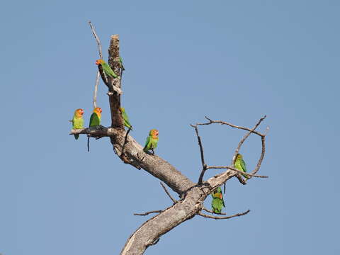 Image of Lilian's Lovebird