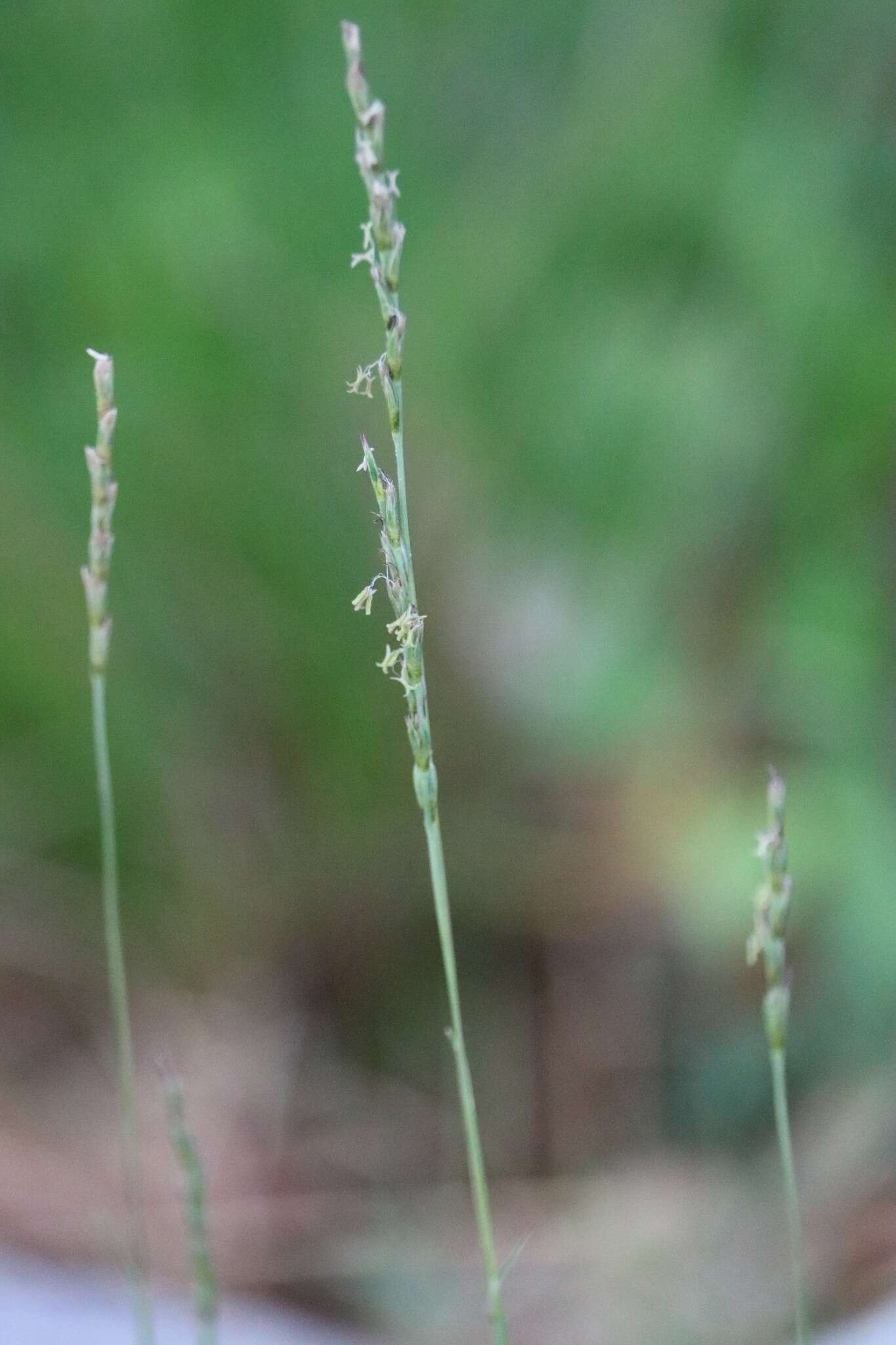 Image of curly-mesquite