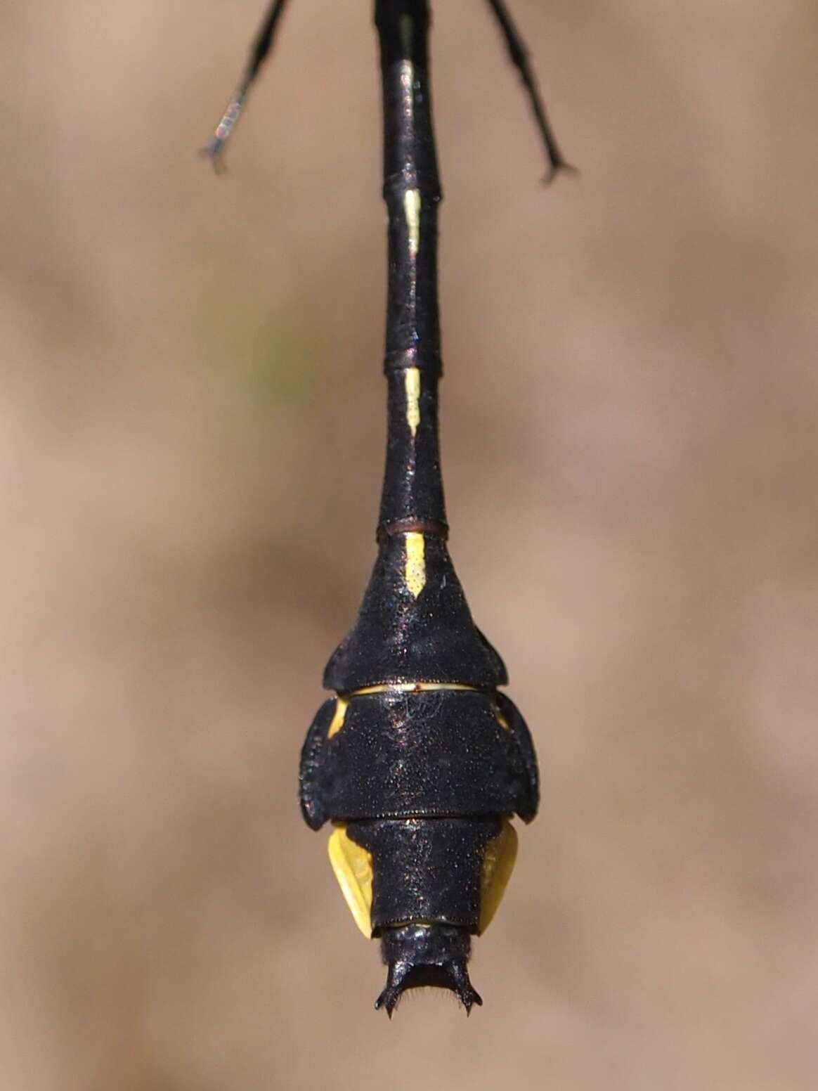 Image of Gomphurus vastus (Walsh 1862)