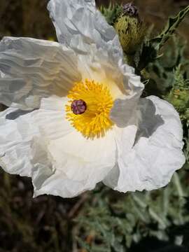 Image of Hawaiian prickly poppy