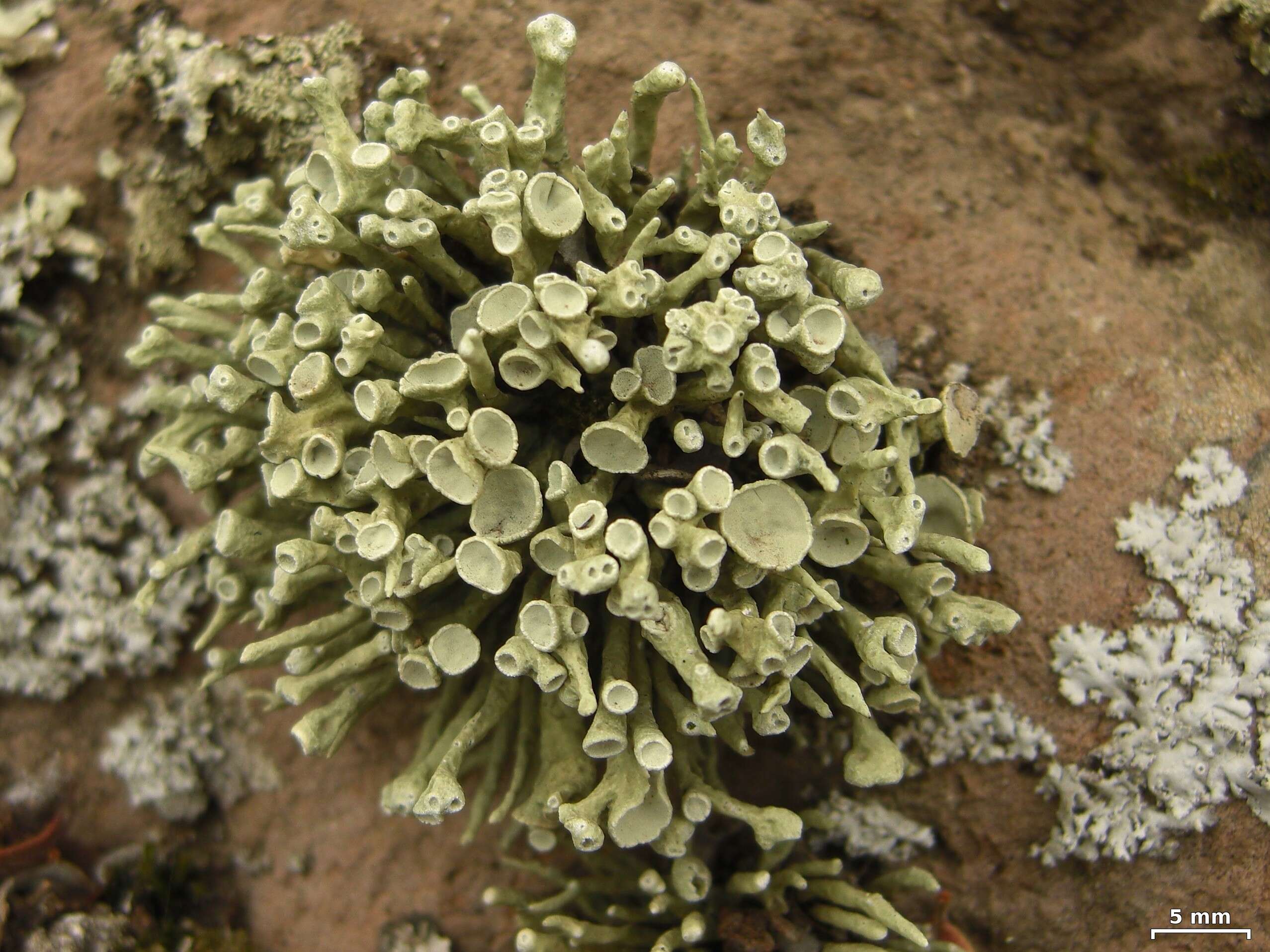 Image of Armored fog lichen