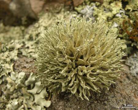 Image of Armored fog lichen