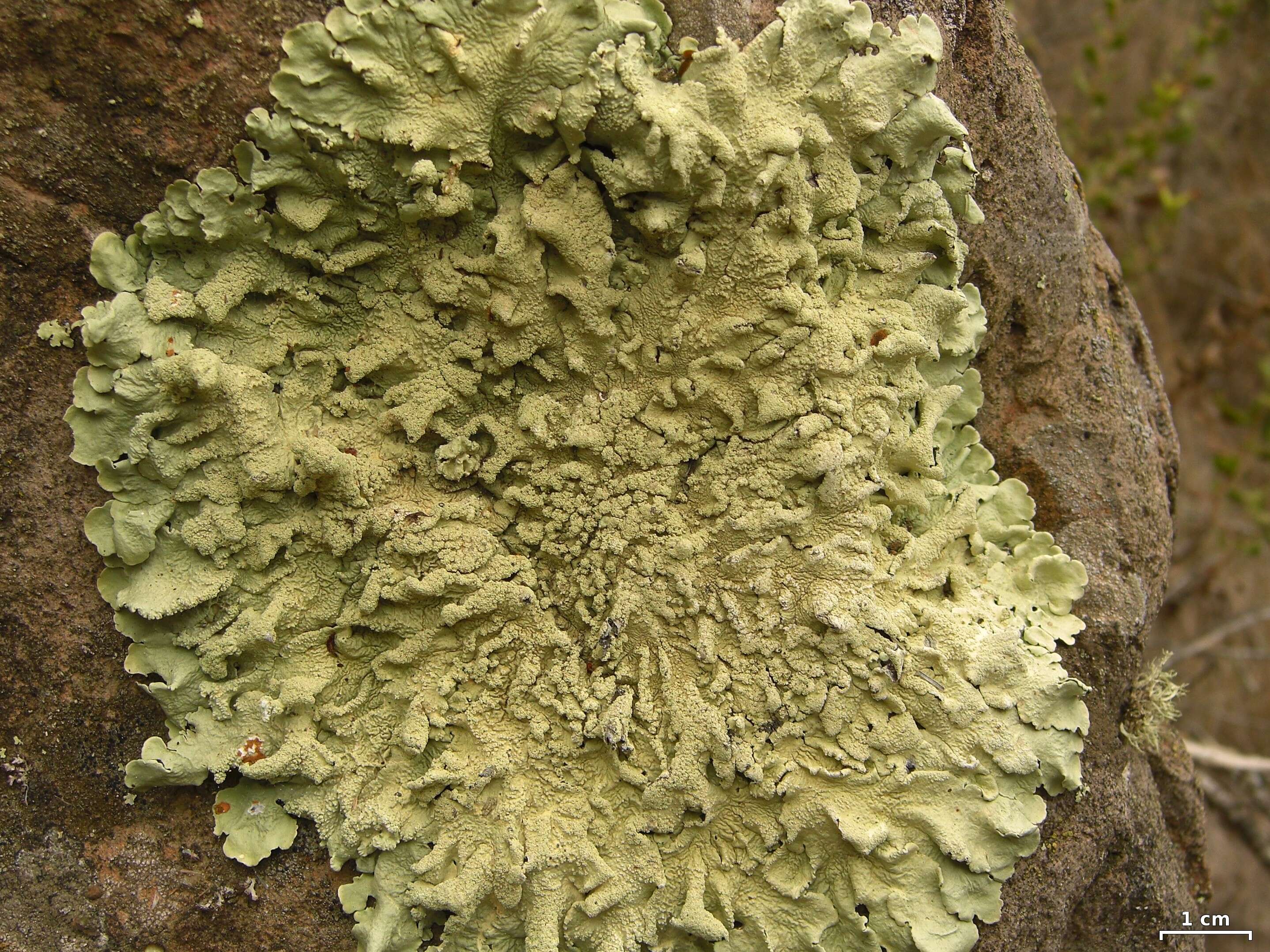 Image of Common greenshield lichen