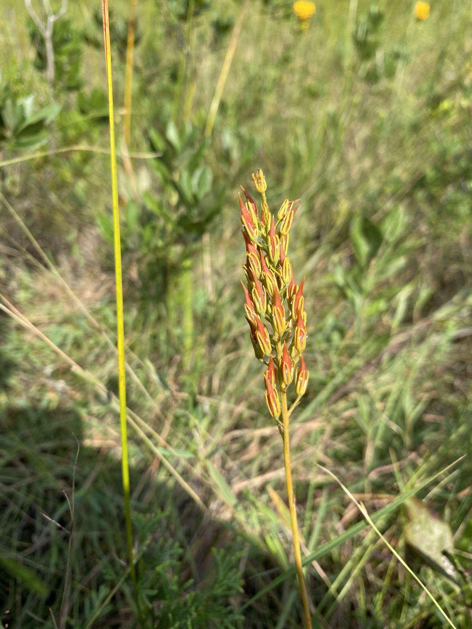 Image of yellow asphodel