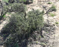 Image of Indigofera nigromontana Eckl. & Zeyh.