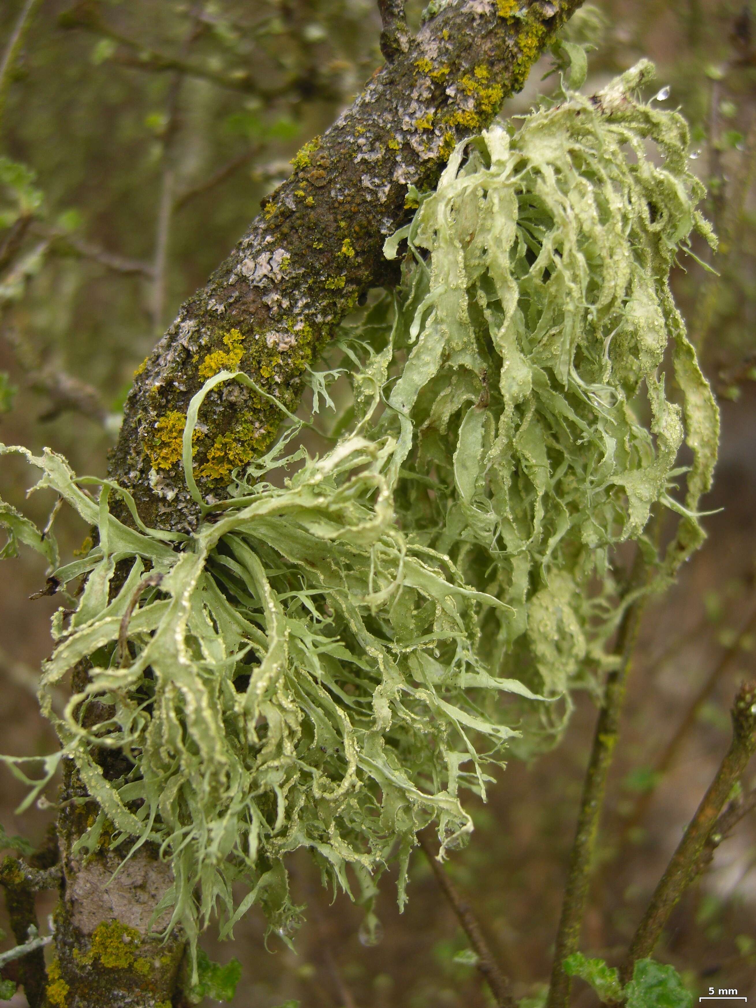 Image of farinose cartilage lichen