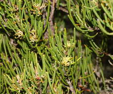 Image of Hakea epiglottis Labill.