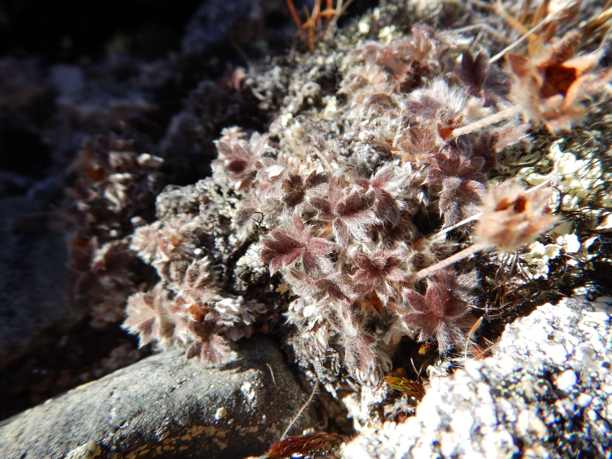 Image de Potentilla subvahliana B. A. Jurtzev