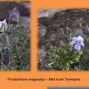 Prostanthera megacalyx C. T. White & W. D. Francis resmi