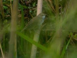 Image of Baikal Bush Warbler