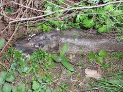 Image of Northern pike