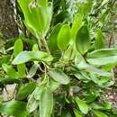 Dendrobium comatum (Blume) Lindl.的圖片