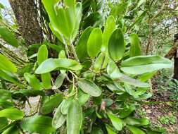 Dendrobium comatum (Blume) Lindl.的圖片