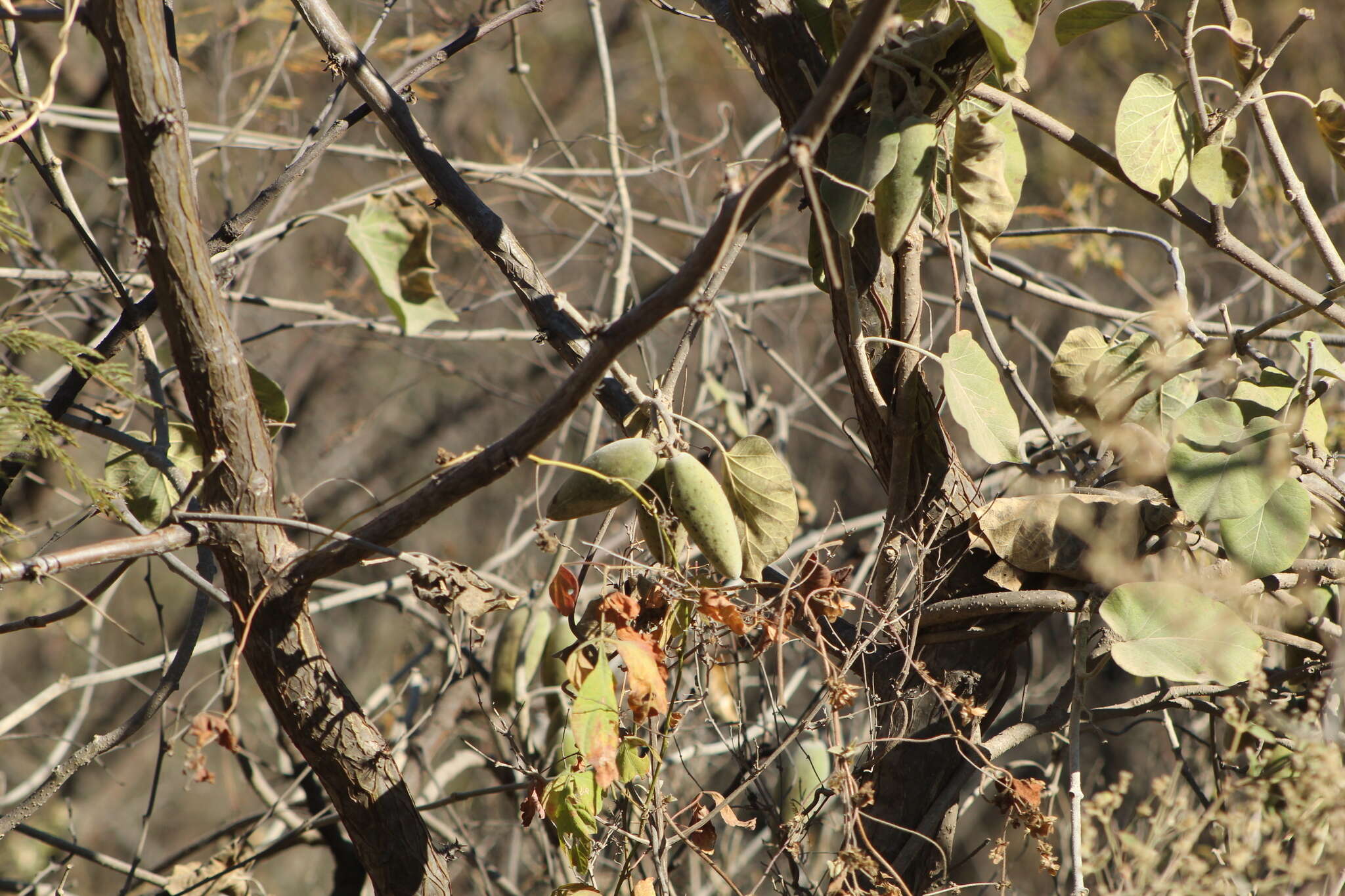 صورة Marsdenia mexicana Decne.