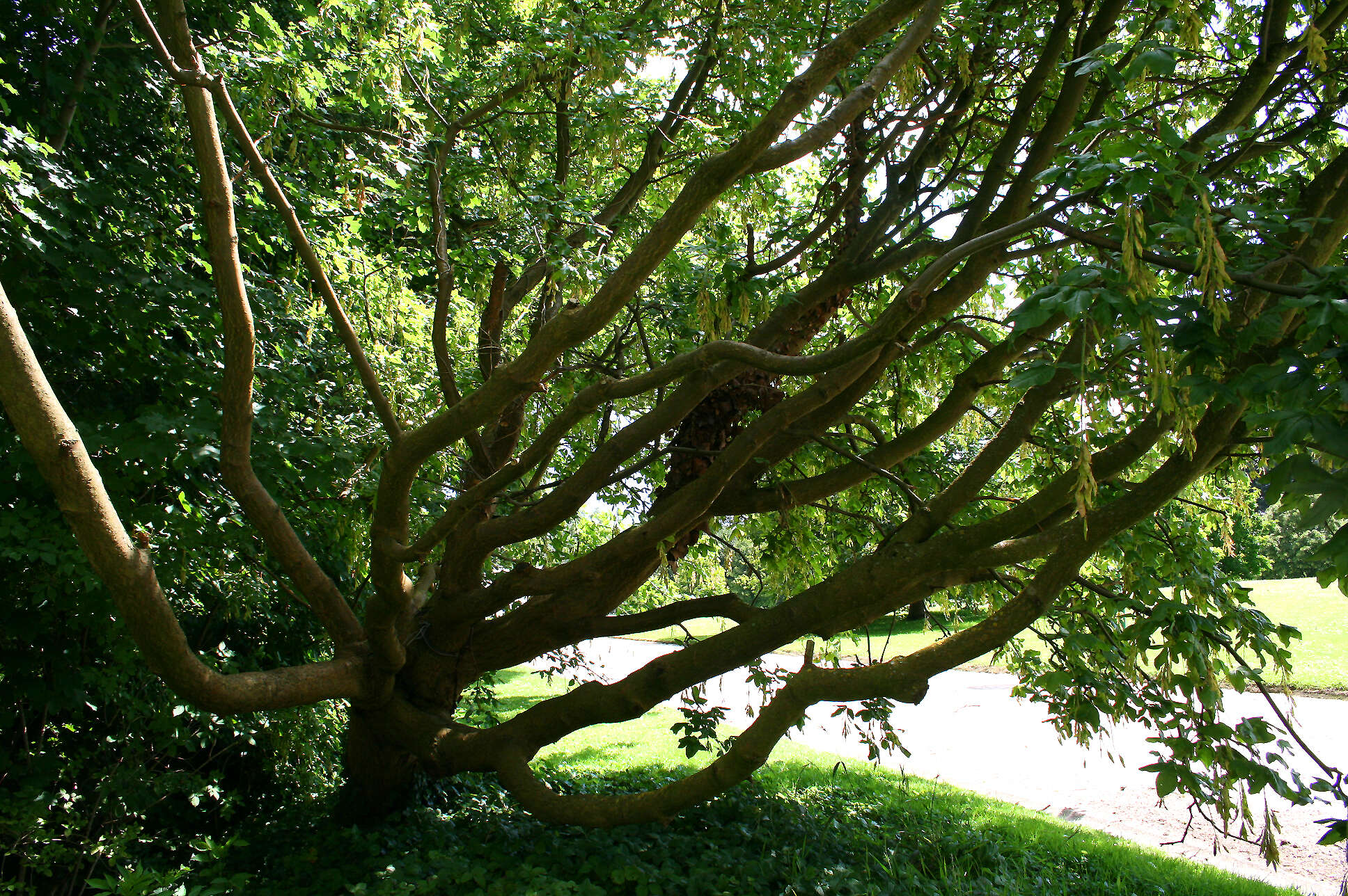 Image of Alpine Laburnum