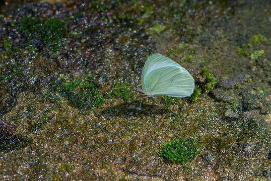 Image of Pseudopieris