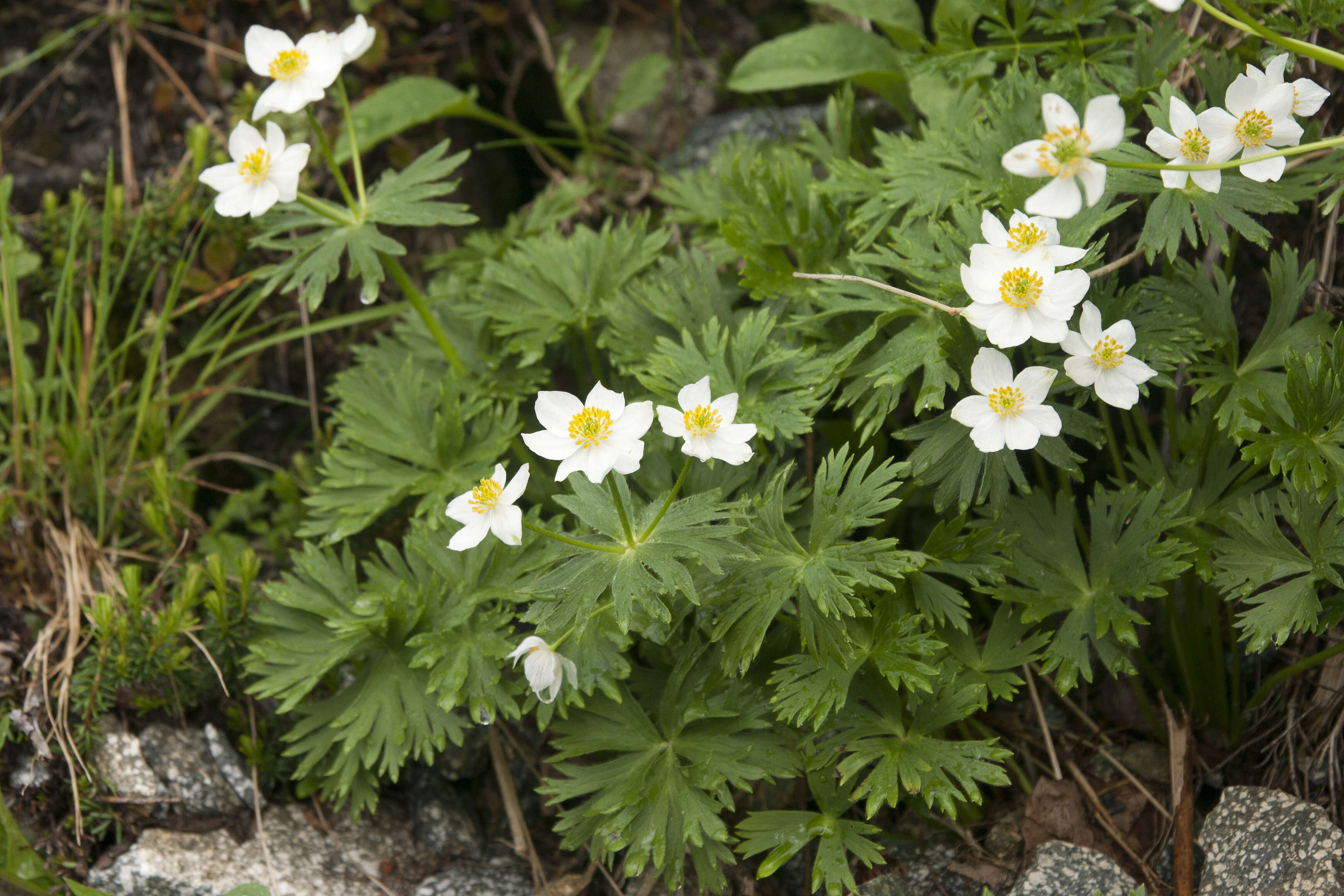 Imagem de Anemonastrum narcissiflorum subsp. narcissiflorum