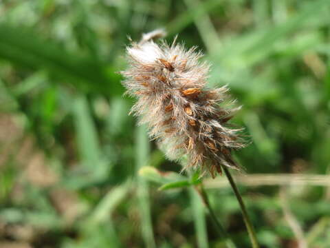 Image of Hare's-foot Clover