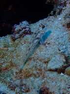 Fusigobius signipinnis Hoese & Obika 1988 resmi