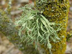 Image of farinose cartilage lichen