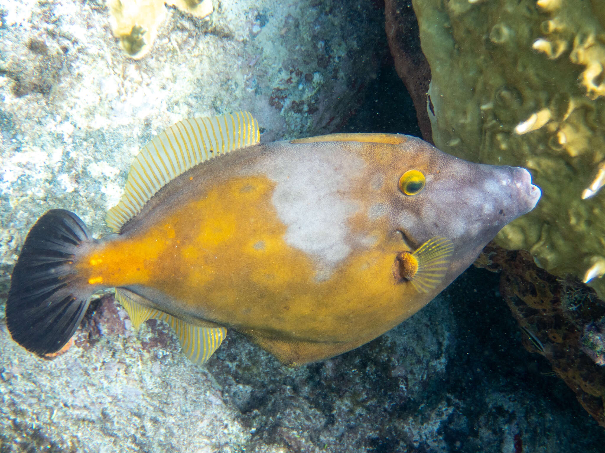 Image of Whitespotted Filefish