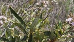 Image of hairy yerba santa