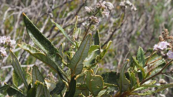 Plancia ëd Eriodictyon trichocalyx A. A. Heller