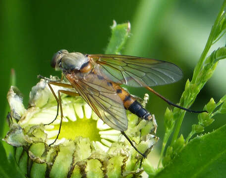 Image of Marsh Snipe fly