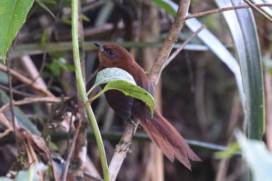 Image of Rufous Spinetail