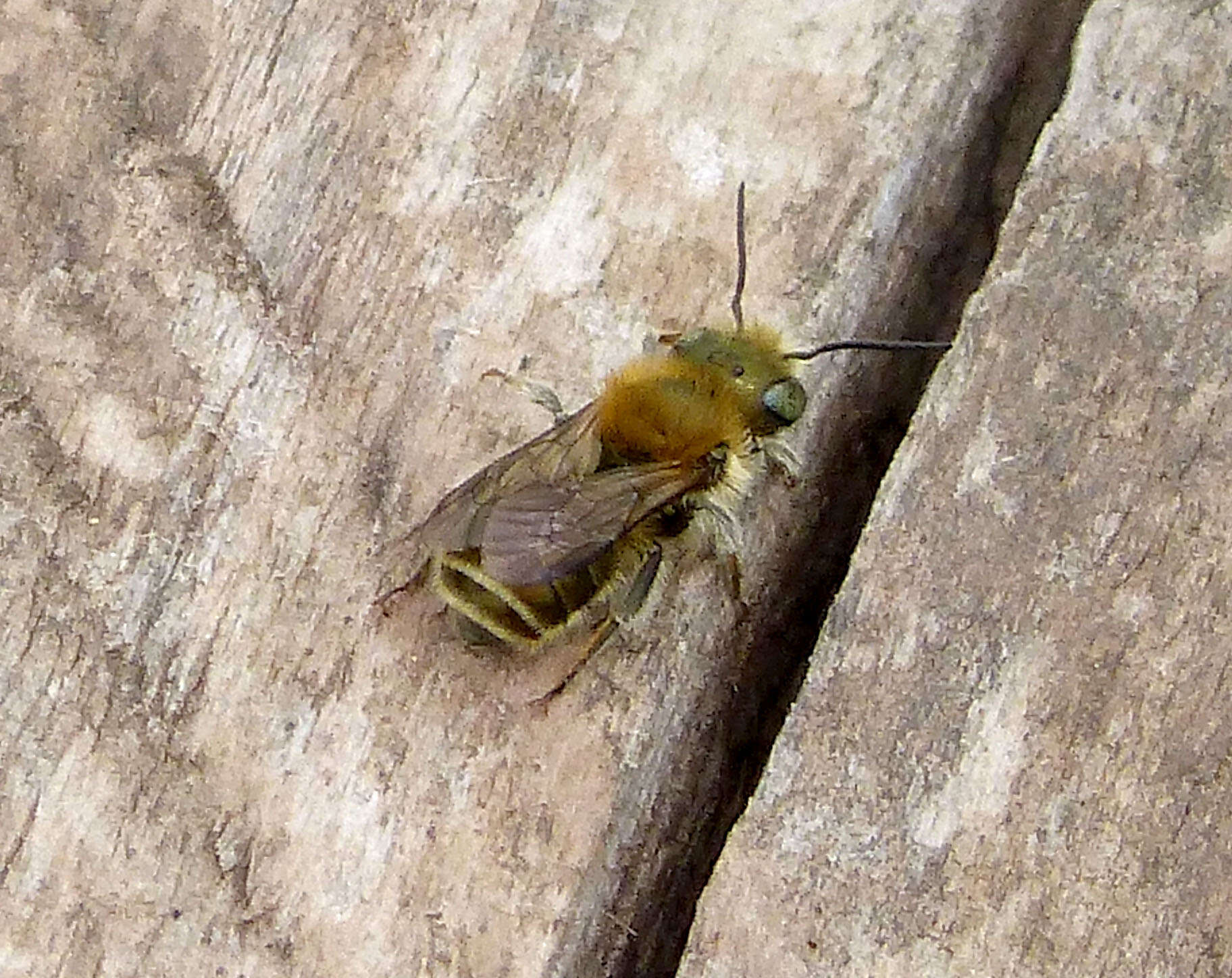 Image of Mason bee