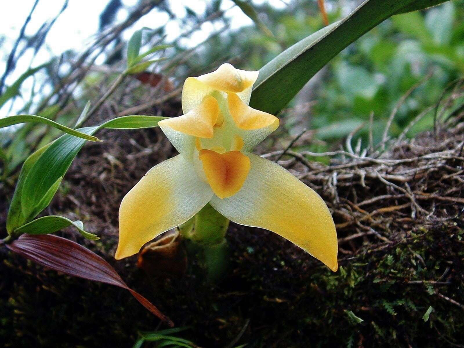 Image of Maxillaria mombachoensis A. H. Heller ex J. T. Atwood