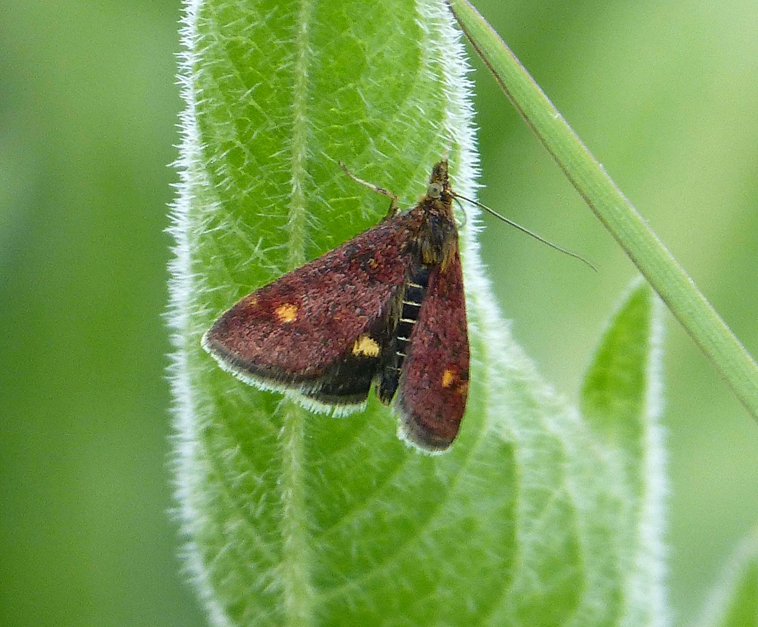 Image of Mint moth