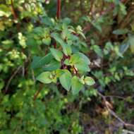 Image of Fuchsia thymifolia Kunth