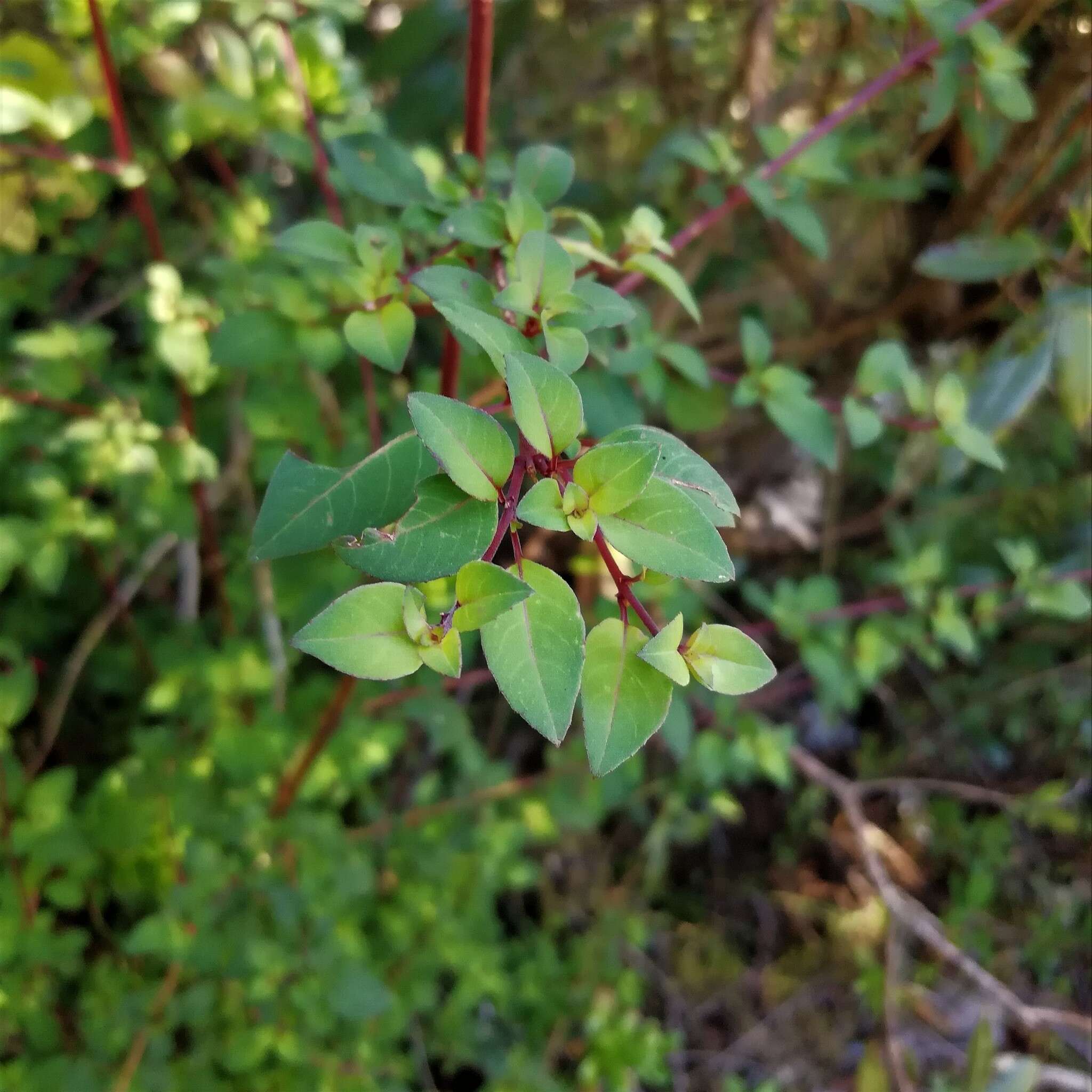 Image of Fuchsia thymifolia Kunth