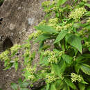 Image of Patrinia monandra C. B. Cl.