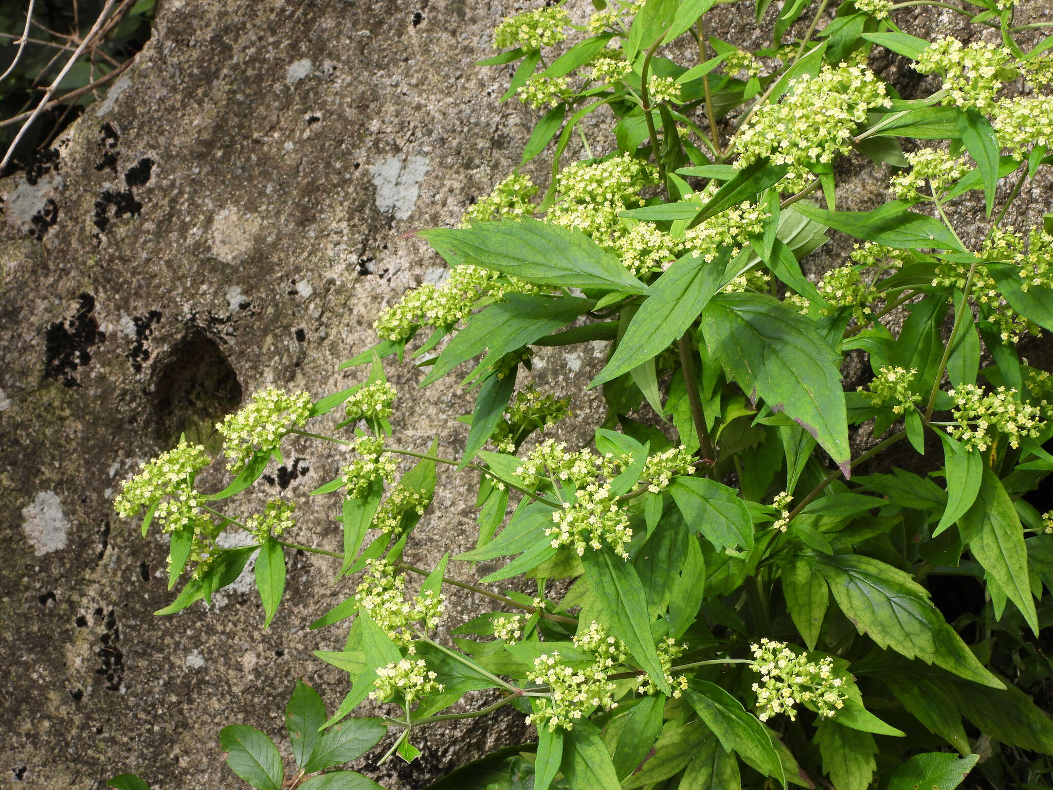 Image of Patrinia monandra C. B. Cl.