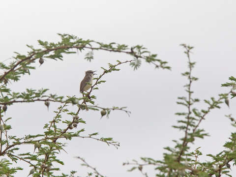 Image de Prinia pâle