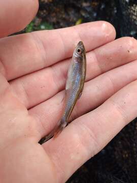 Image of Cherryfin Shiner