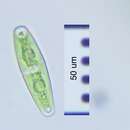 Image of Closterium navicula