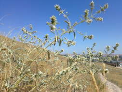 Image of horehound