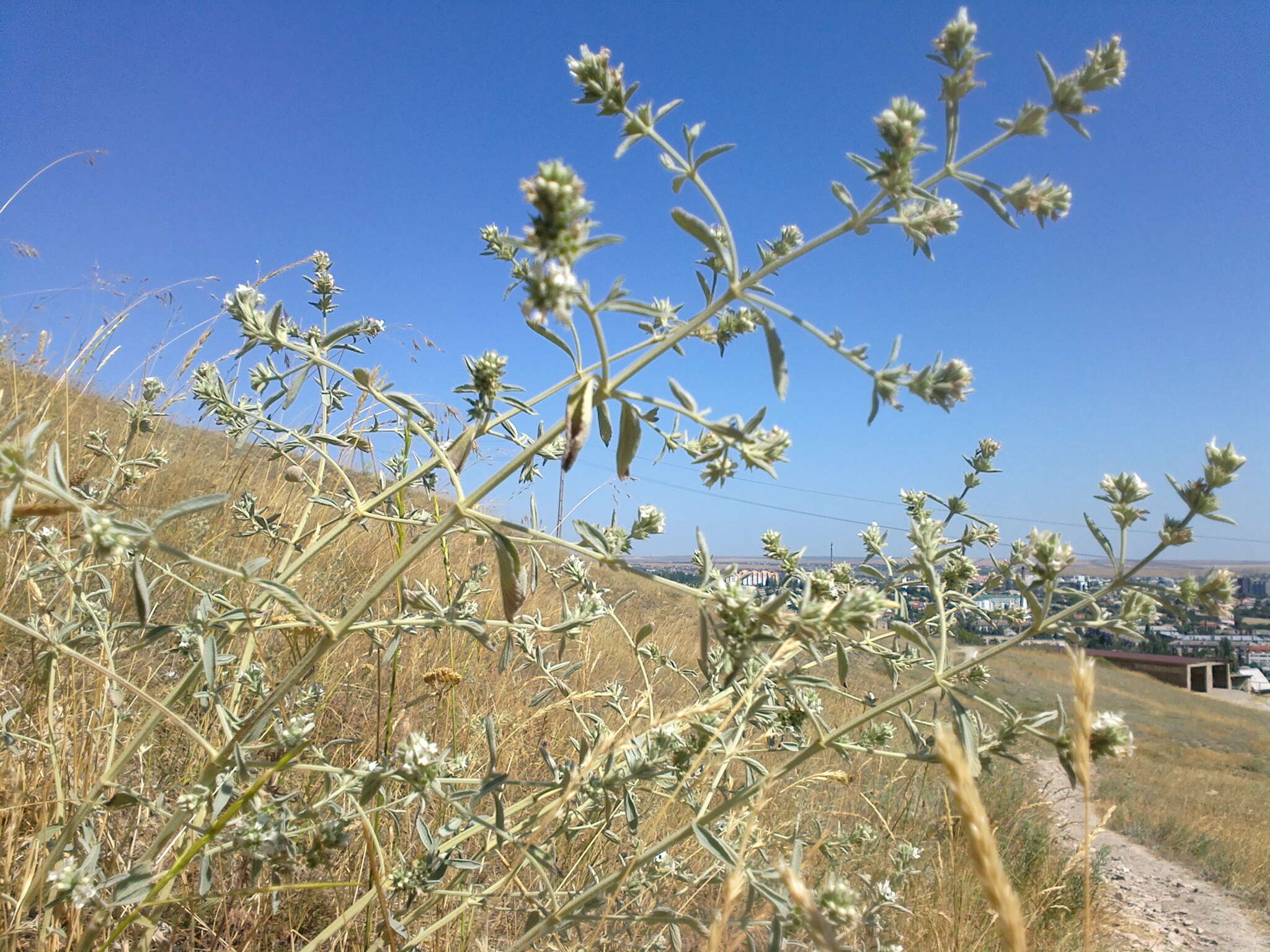 Image of horehound