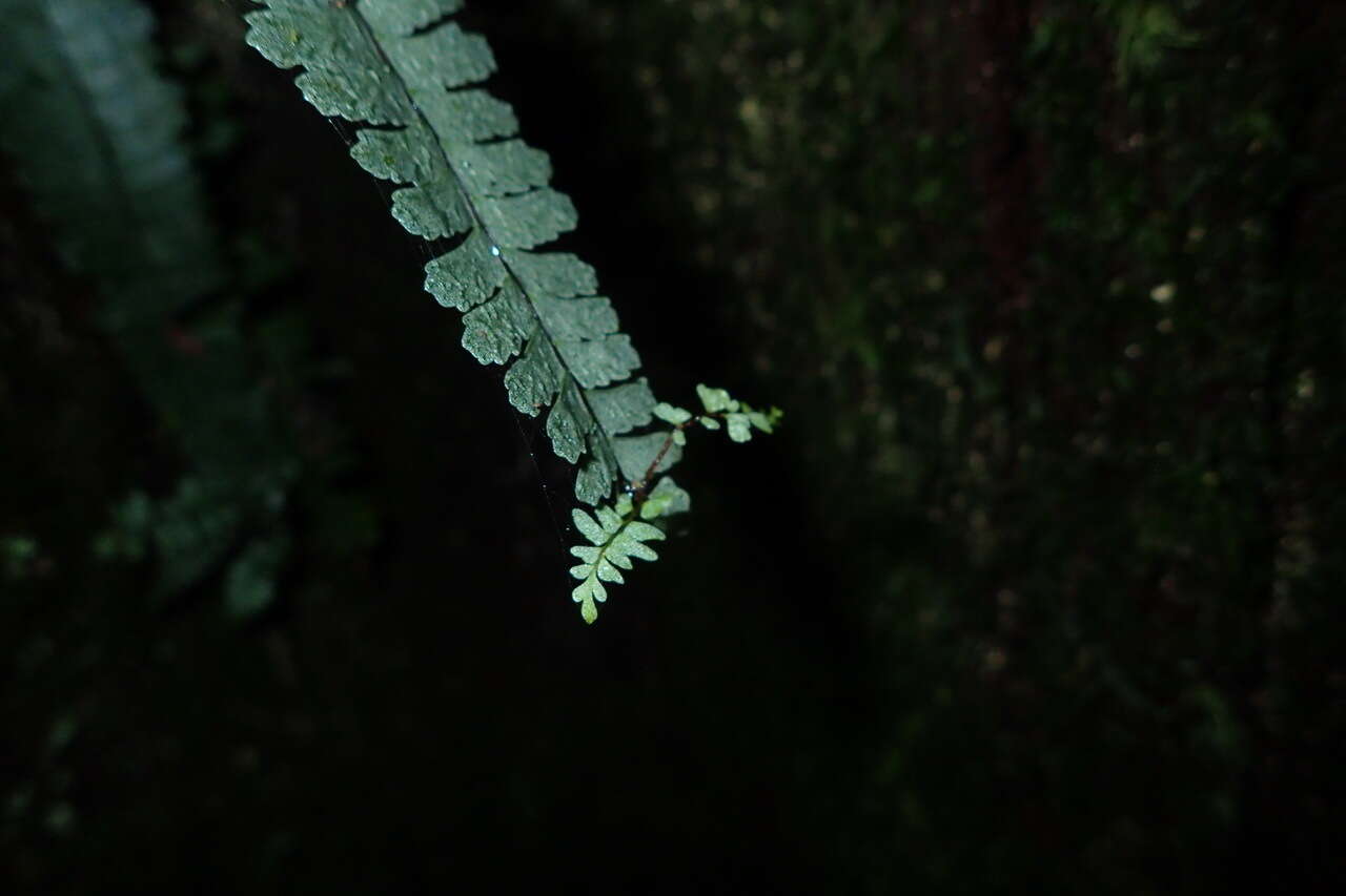 Image de Asplenium normale D. Don