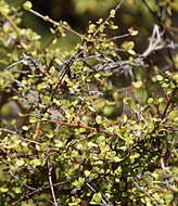 Imagem de Coprosma crassifolia Colenso